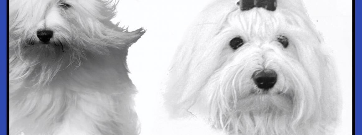 can a coton de tulear live in south korea