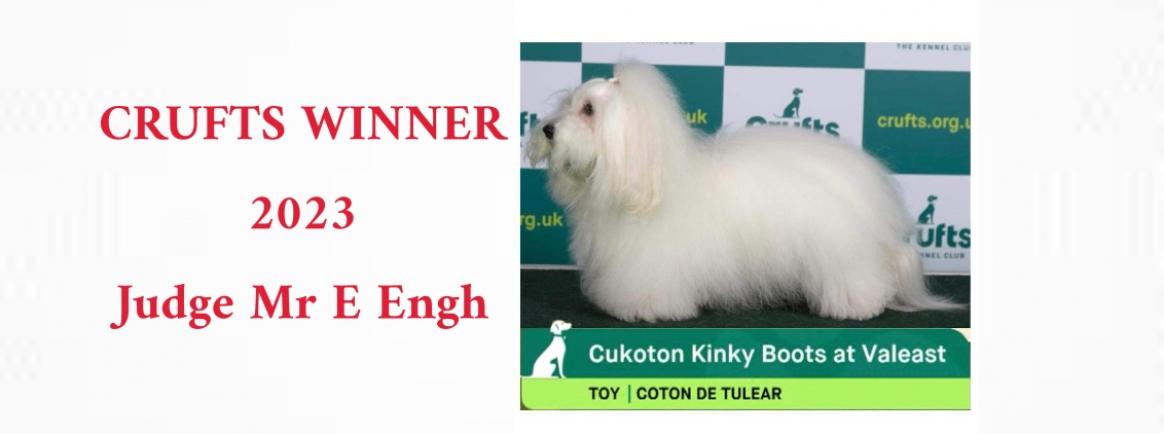 Coton de best sale tulear kennel