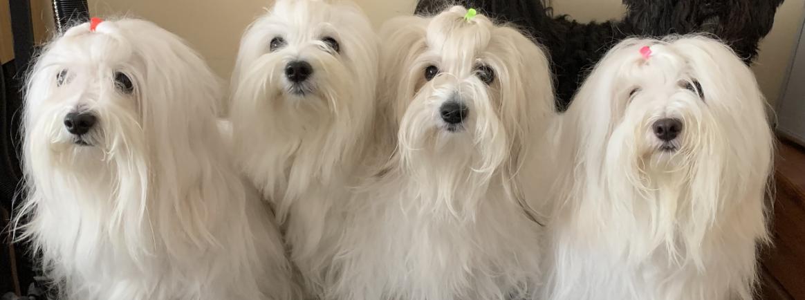 Coton poo hot sale breeders