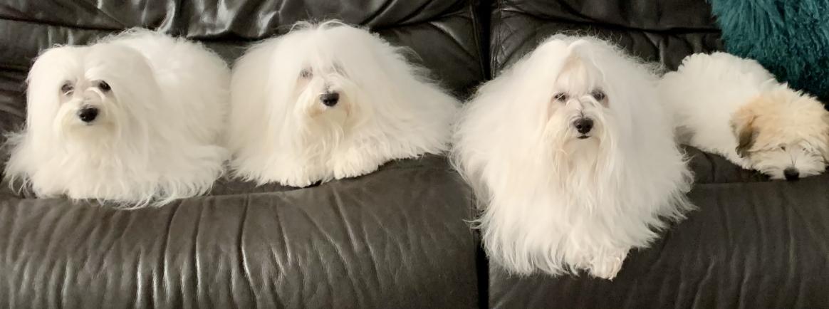 Coton de sale tulear kennel